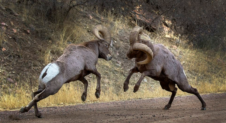 Crypto Firm Matter Labs And Polygon Developers Lock Horns Over Plagiarism