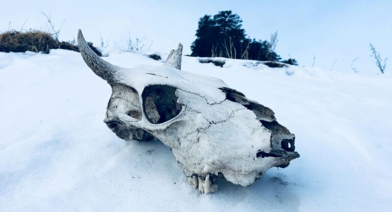 Memecoins Won’t Survive—Cathie Wood Predicts Their Demise