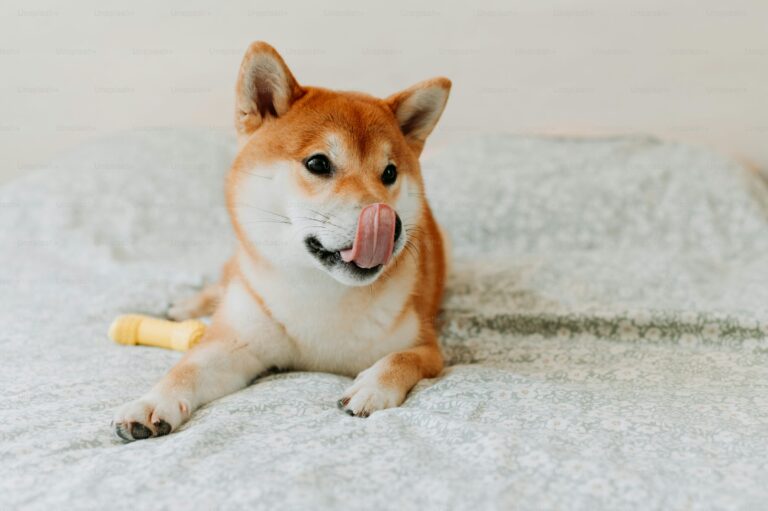 Shiba Inu Price Poised For Massive 17X Explosion As SHIB Hits Prime Buy Zone