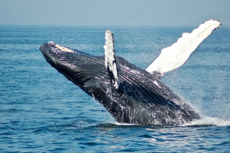 Are Bitcoin Whales Back In Accumulation Mode? On-Chain Data Suggests So